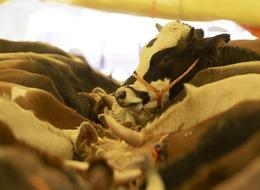 Kurban Bayramı'na az bir süre kaldı! Hayvan fiyatları belli oldu: 'Şampiyon' 200 bin TL'ye alıcı buldu