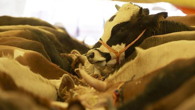 Kurban Bayramı'na az bir süre kaldı! Hayvan fiyatları belli oldu: 'Şampiyon' 200 bin TL'ye alıcı buldu