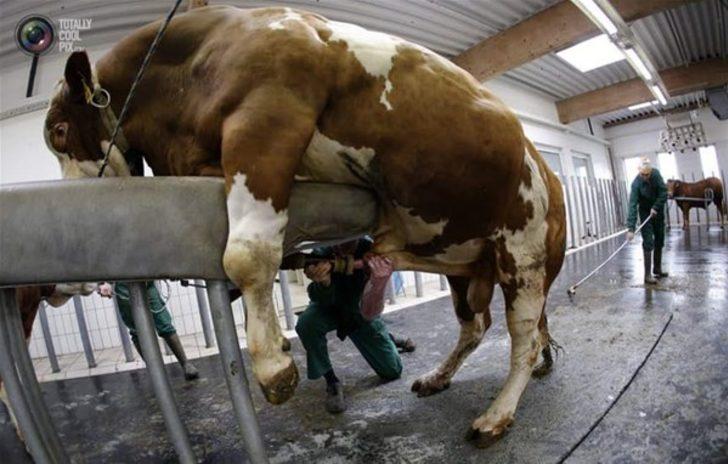 Dünyanın en garip meslekleri G4