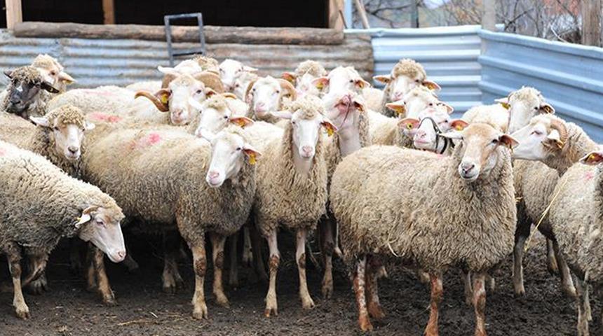 Kastamonu'da şap hastalığı paniği! Canlı hayvan pazarı kapatıldı