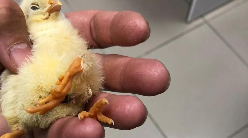 Bu civcivi görenler şaştı kaldı! "İlk kez böyle bir şeyle karşılaştım"