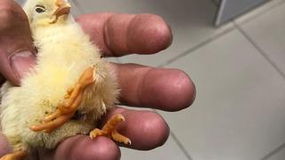 Bu civcivi görenler şaştı kaldı! İlk kez böyle bir şeyle karşılaştım