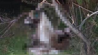 Ankara'da vahşet! Çok sayıda köpeği ağaca asılı buldular