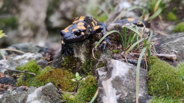 Koruma altındaki ’Benekli Semenderler’ Erzincan’da görüntülendi