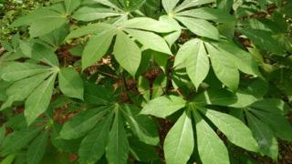 Manyok otu nedir, ne işe yarar? Manyok Türkiye'de yetişir mi, zehirli mi? İşte faydaları ve yan etkileri...