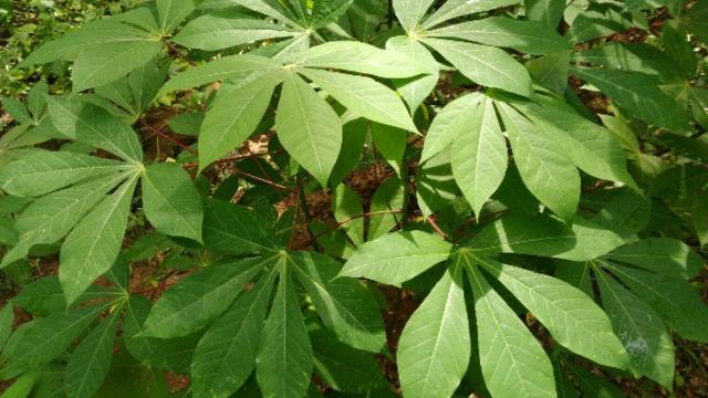 Manyok otu nedir, ne işe yarar? Manyok Türkiye'de yetişir mi, zehirli mi? İşte faydaları ve yan etkileri...