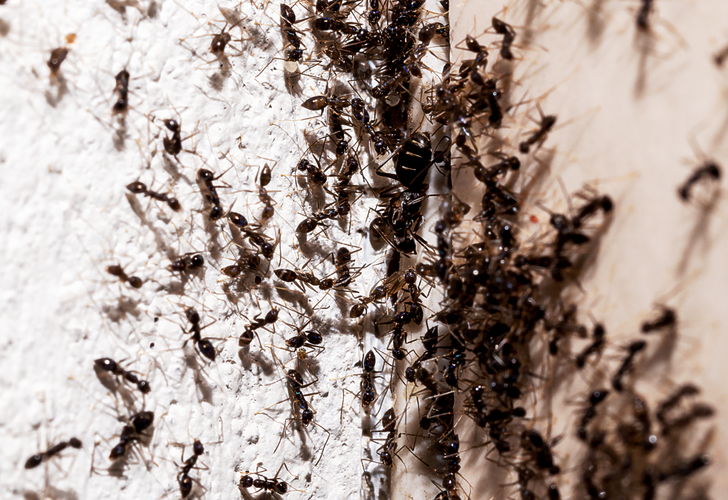 Evinizdeki karıncalardan sonsuza dek kurtulmanızı sağlayan doğal çözüm! Milyonlarca kişi denedi