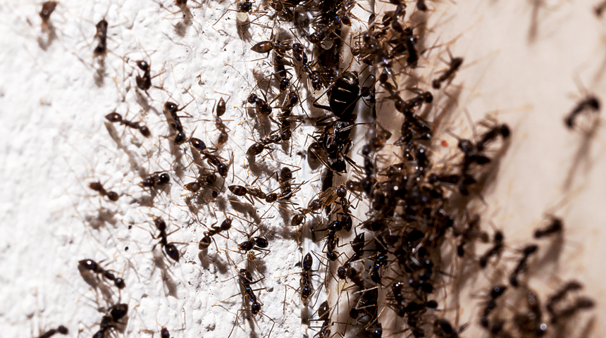 Evinizdeki karıncalardan sonsuza dek kurtulmanızı sağlayan doğal &ccedil;&ouml;z&uuml;m! Milyonlarca kişi denedi