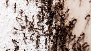 Evinizdeki karıncalardan sonsuza dek kurtulmanızı sağlayan doğal çözüm! Milyonlarca kişi denedi