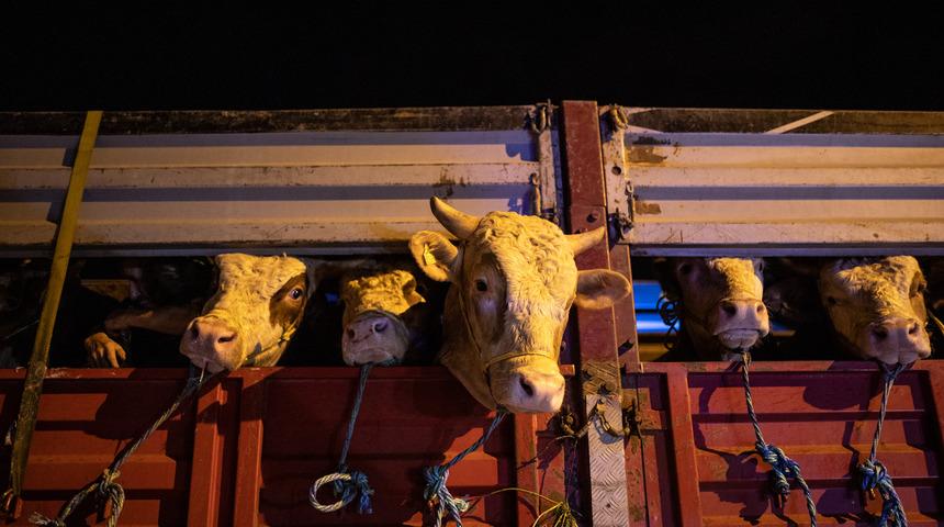 Kurbanlık hayvanlar İstanbul’a getirilmeye başlandı