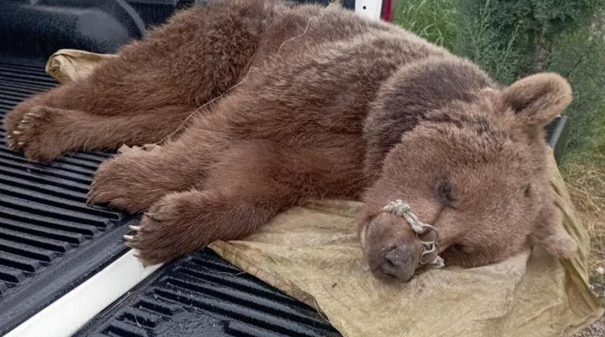 Domuz kapanına sıkışan yavru ayının imdadına ekipler yetişti