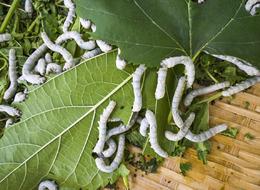 İpek böceği yetiştiriciliği nasıl yapılır, kârlı mı, devlet teşviki var mı? İpek böceği nasıl yetiştirilir?