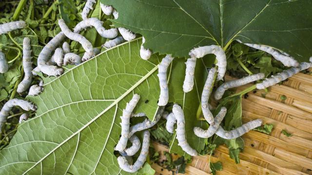 İpek böceği yetiştiriciliği nasıl yapılır, kârlı mı, devlet teşviki var mı? İpek böceği nasıl yetiştirilir?