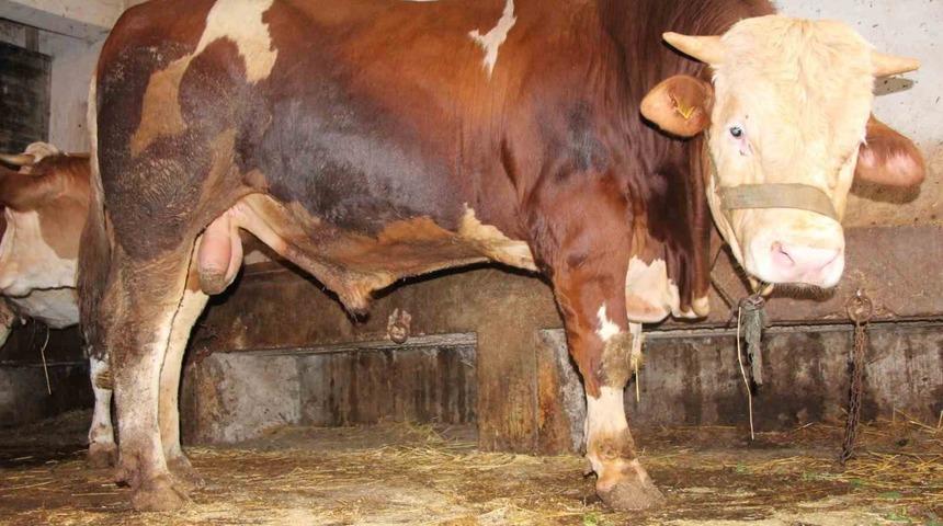 1 tonluk “Paşa” 125 bin liradan satışa çıktı