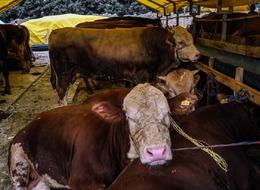 Fiyatı 120 bin lirayı buldu! Kurbanlıklar İstanbul’a gelmeye başladı: Daha ilk günden satış yapıldı