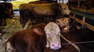 Fiyatı 120 bin lirayı buldu! Kurbanlıklar İstanbul’a gelmeye başladı: Daha ilk günden satış yapıldı