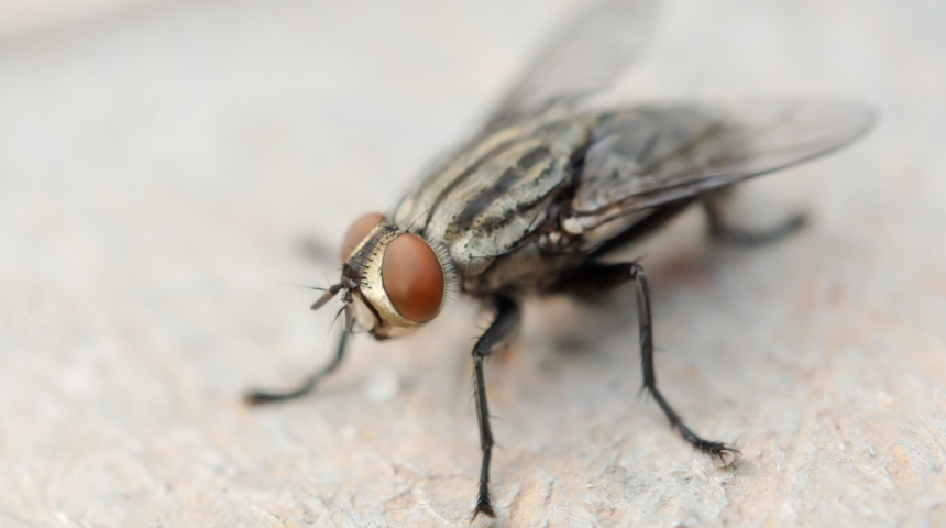 Sivrisineklerden kurtulmanın doğal yolu! Sinekler hangi kokuya gelmez?