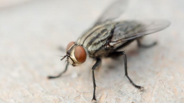 Sivrisineklerden kurtulmanın doğal yolu! Sinekler hangi kokuya gelmez?