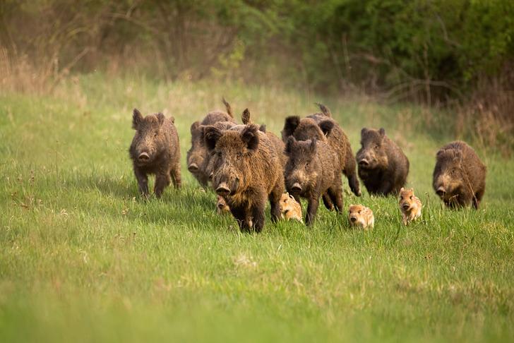 Erişkin ve sağlıklı bir yaban domuzunda kaç tane keskin ve uzun azı dişi vardır?