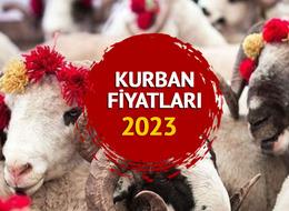 KURBAN FİYATLARI LİSTESİ 2023: Kurbanlık fiyatları ne kadar? Koyun, dana, koç, tosun, küçükbaş ve büyükbaş bu yıl kaça satılıyor?
