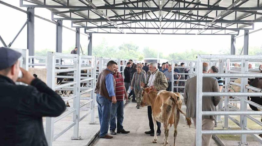 Akyazı Belediyesi Canlı Hayvan Borsası’na yoğun ilgi