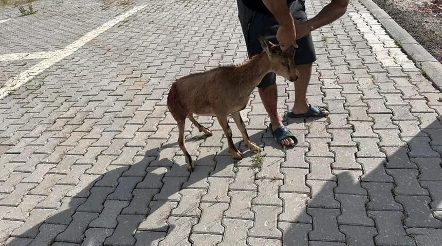 Tunceli’de yaralı bulunan dağ keçisi koruma altına alındı