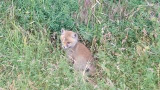 Yavru tilki boyundan büyük işe kalkıştı! Yaptığı ise görenleri şaşırttı