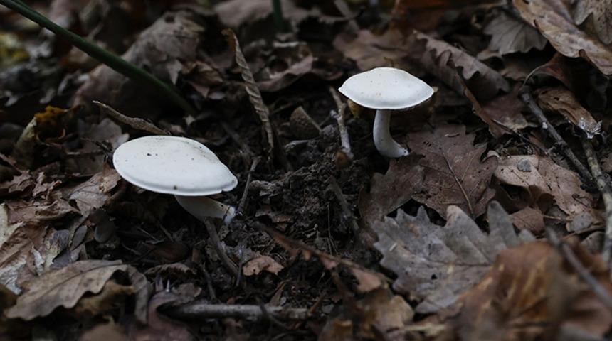 Son günlerde artışa geçti! Peş peşe uyarılar geldi: Belirtiler 1 ila 3 saat içinde ortaya çıkıyor... "Ölümle sonuçlanabilir"