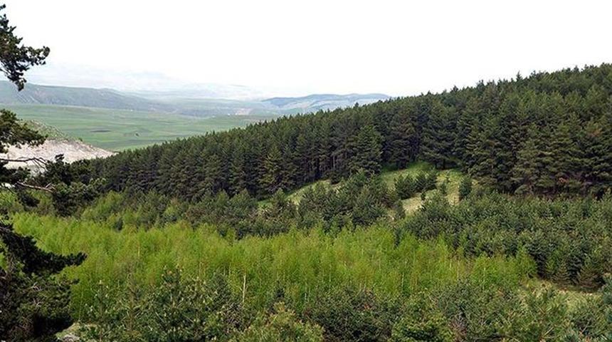 Yangınları önlemek için yeni karar! O ilde ormanlık alanlara giriş yasaklandı