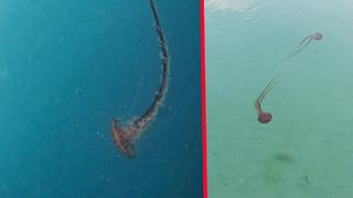 Marmara'da da görülmeye başlandı! Vatandaşlar dikkat: 'Çok zehirli'