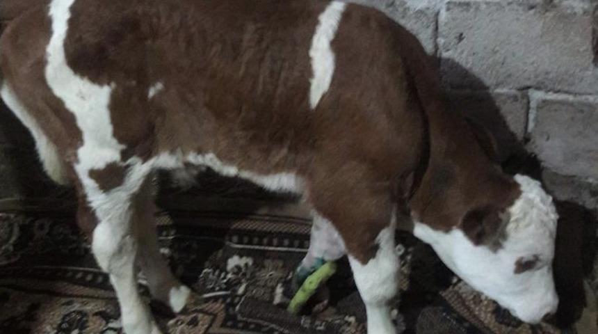 Doğum esnasında ayağı kırıldı, ayağına 6 platin takıldı