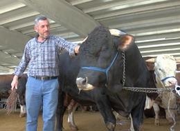 Ankara'da 1 ton 100 kilogram ağırlığındaki boğa 'Şahinbey', 170 bin TL'den alıcısını bekliyor