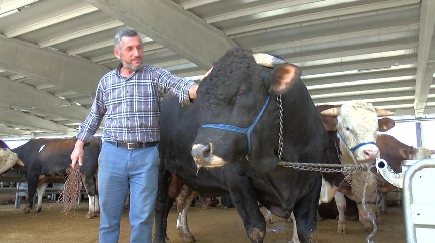 Ankara'da 1 ton 100 kilogram ağırlığındaki boğa 'Şahinbey', 170 bin TL'den alıcısını bekliyor