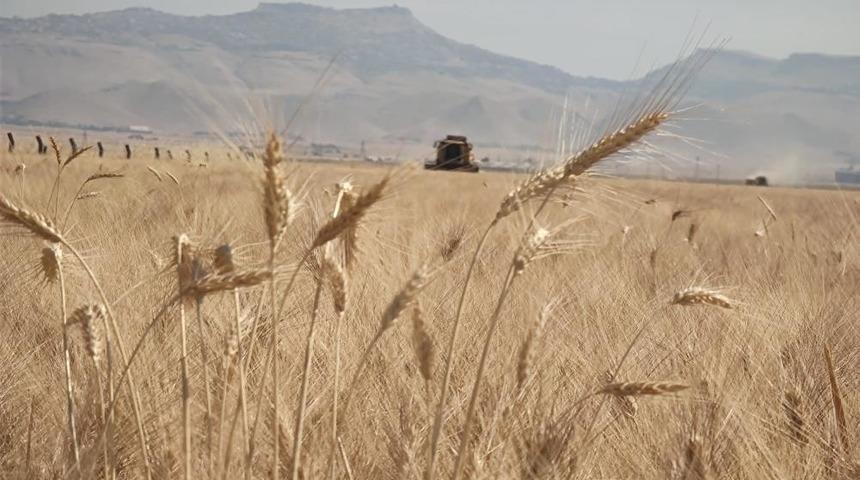 Mardin’de buğday tarlalarında hasat mesaisi başladı
