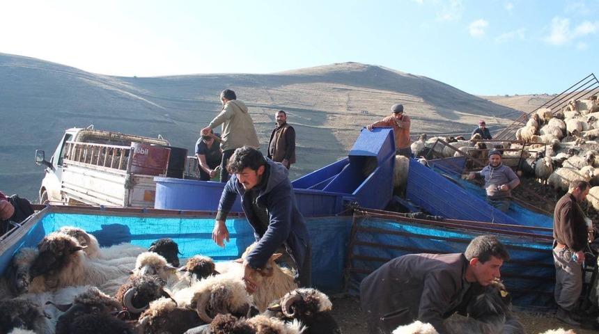 Bayburt’ta küçükbaş hayvanlar mobil koyun yıkama makineleriyle yıkanarak ilaçlanıyor