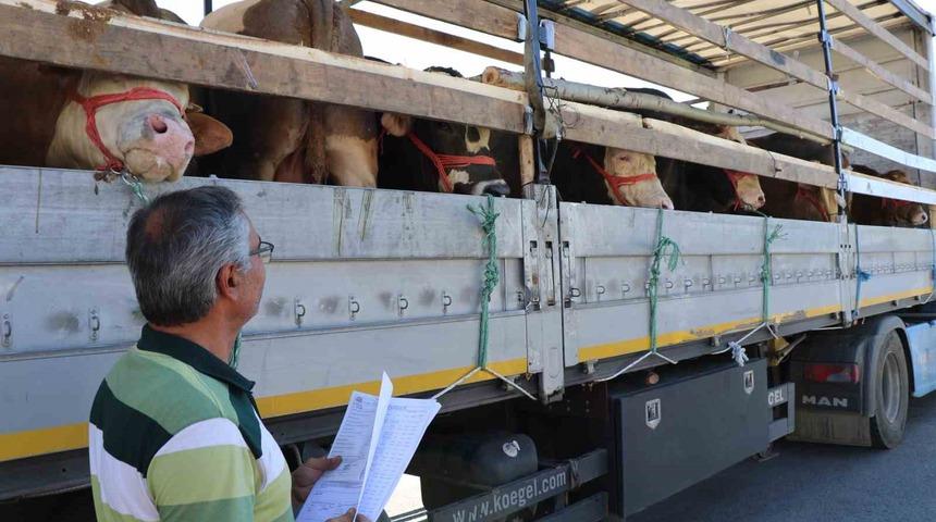 Doğu’da kurbanlık sevkiyatına sıkı denetim