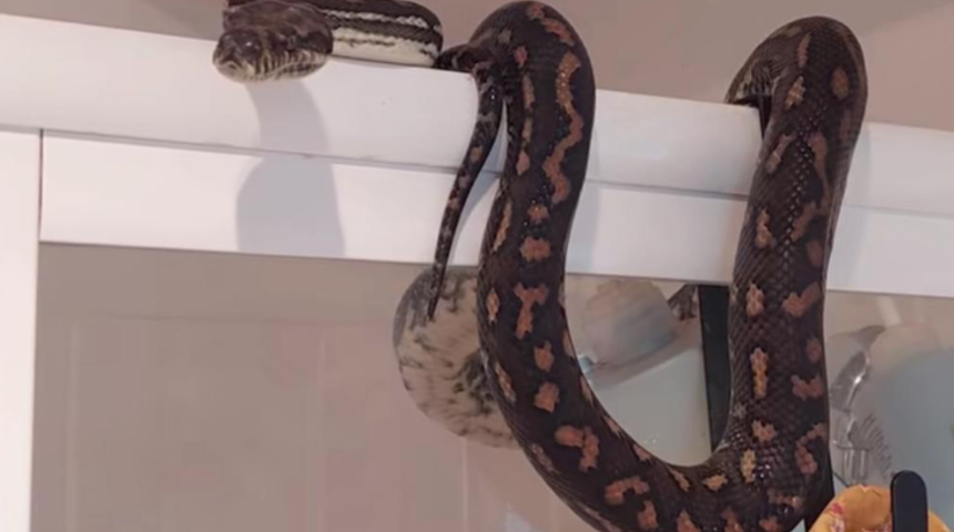 Tuvalete girdiğinde gördüğü manzaraya inanamadı! Tam 22 kiloluk yılan başının üzerinde sallandı