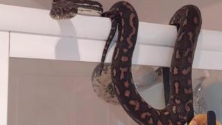 Tuvalete girdiğinde gördüğü manzaraya inanamadı! Tam 22 kiloluk yılan başının üzerinde sallandı