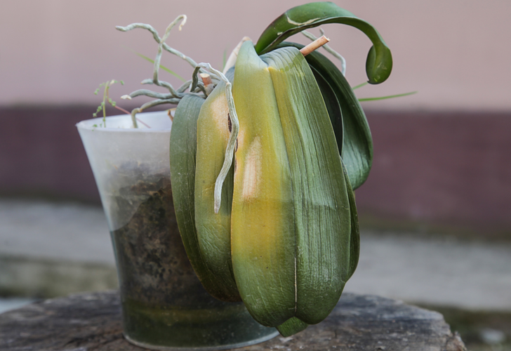 Solmuş bitkileri tek malzemeyle canlandırın! Kısa sürede çiçek açacak