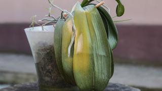 Solmuş bitkileri tek malzemeyle canlandırın! Kısa sürede çiçek açacak