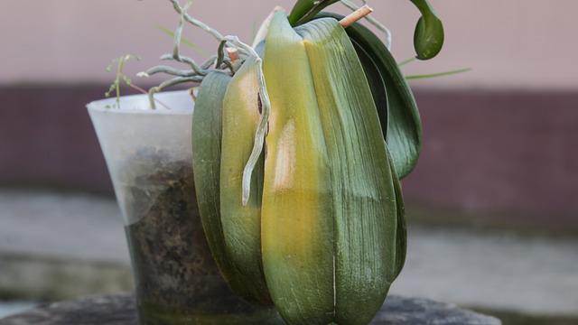 Solmuş bitkileri tek malzemeyle canlandırın! Kısa sürede çiçek açacak