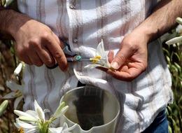 Tek hasatta 500 bin TL kazanıyor! "7 yıl önce bahçemizde 10 tane vardı, şu anda 10 bin tane var"