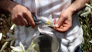 Tek hasatta 500 bin TL kazanıyor! 7 yıl önce bahçemizde 10 tane vardı, şu anda 10 bin tane var