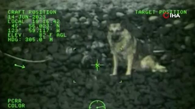 ABD'de nefes kesen anlar! Kayalıklara düşen yaralı köpek helikopterle kurtarıldı