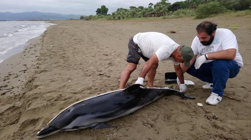 Kuşadası'nda iki yunus daha kıyıya vurdu