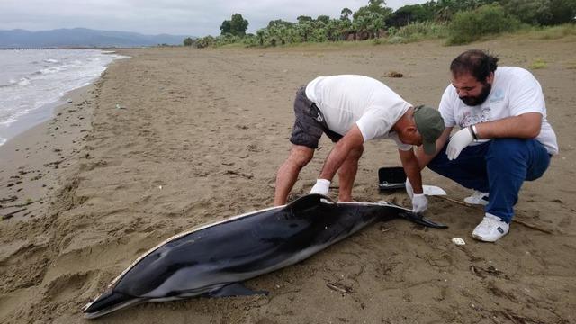 Kuşadası'nda iki yunus daha kıyıya vurdu