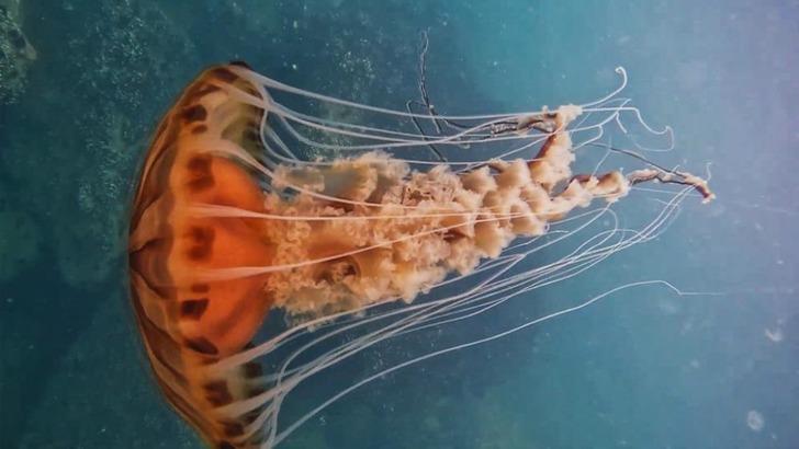 Maltepe sahilinde görüldü! Tam 4 metre... Pusulasını şaşıran 'pusula denizanası' için uzmanlar uyardı: Zehirli!