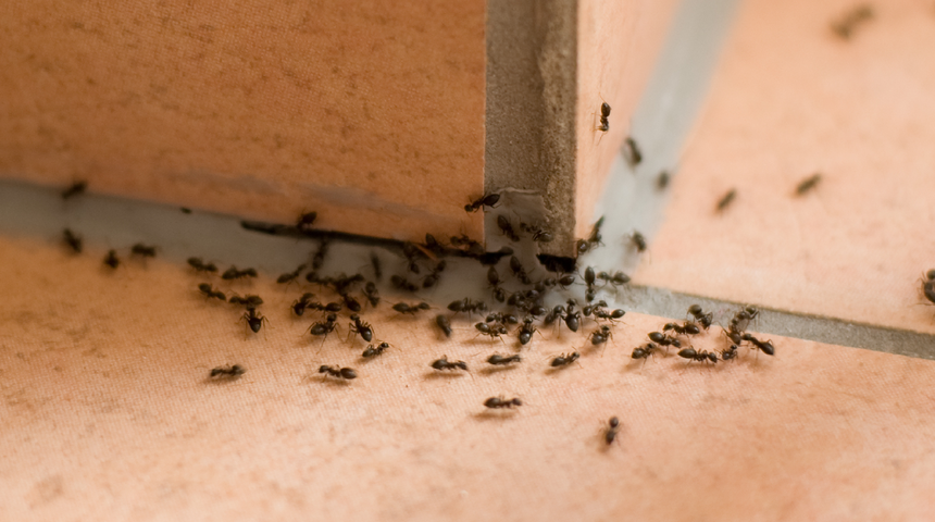 Tek malzemeyle t&uuml;m karıncalardan kurtuldu! TikTok'ta viral oldu
