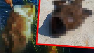 Devasa boyutta! Güçlükle tekneye alabildi... Tüm Türkiye'nin duymasını istiyorum