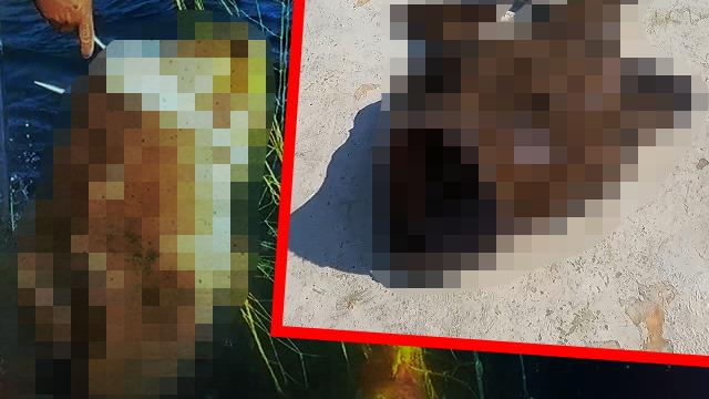 Devasa boyutta! Güçlükle tekneye alabildi... Tüm Türkiye'nin duymasını istiyorum